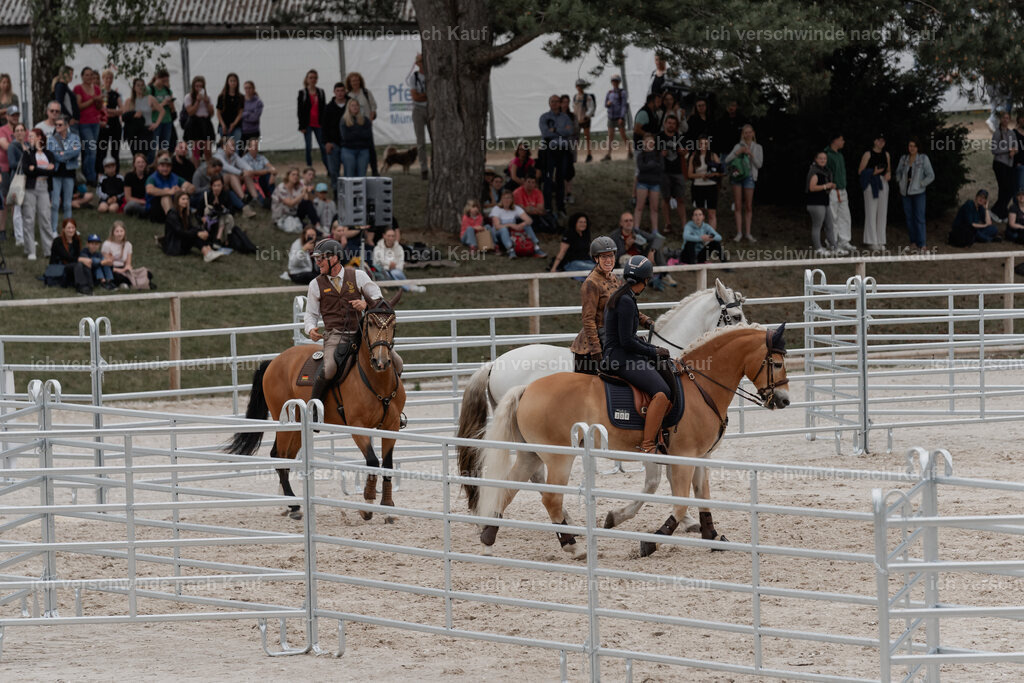 WE__Stoib_Rinder_PI2025_3085 | Pferd International München 2025