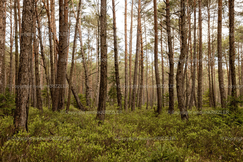 Schönramer Filz | medienkrizzler - Realisiert mit Pictrs.com