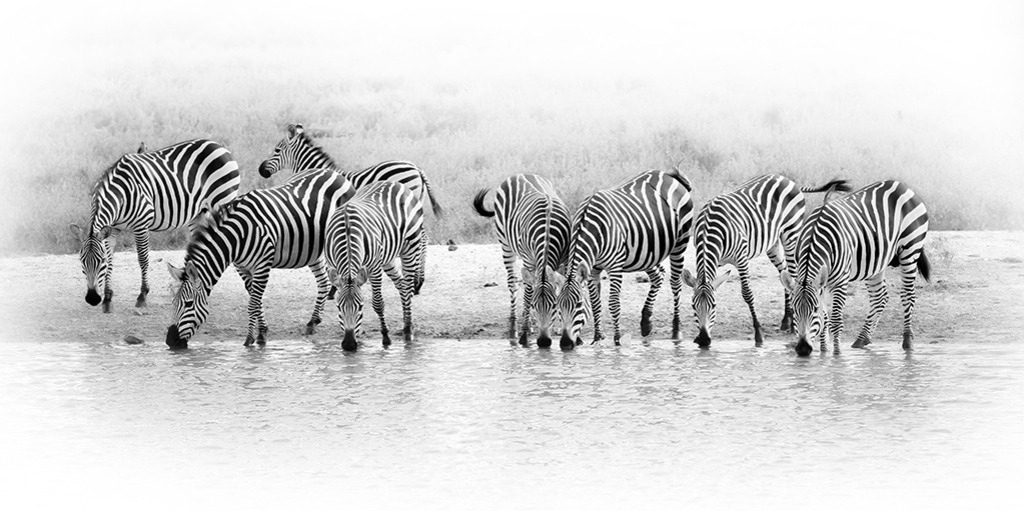 Zebras an der Wasserstelle (Panorama) | Kenia | Premium-Wandbild im Panorama-Format von justsomewhere.com: Eine künstlerische High-Key-Schwarz-Weiß-Aufnahme einer Zebraherde, die an einer Wasserstelle in Kenia trinkt, eingebettet in einen weichen, harmonischen Übergang zu reinem Weiß. - Realisiert mit Pictrs.com