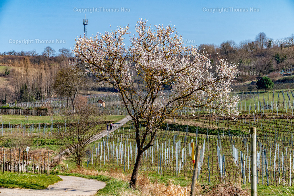 mandelbluete-bergstrasse-weinberge-bensheim-heppenheim-fruehling-Fotografie-Thomas-Neu-42 | Die Mandelblüte an der Hessischen Bergstraße gehört zu den schönsten Frühlingsmomenten der Region. Ein blühender Mandelbaum steht oberhalb der Weinberge zwischen Bensheim und Heppenheim und bietet einen weiten Blick über die Rebenlandschaft.  Die Kombination aus blühenden Mandelbäumen, Weinbergen und der sanften Landschaft der Bergstraße macht diese Szene zu einem typischen Motiv des Frühlings in Südhessen.,Bild: Thomas Neu