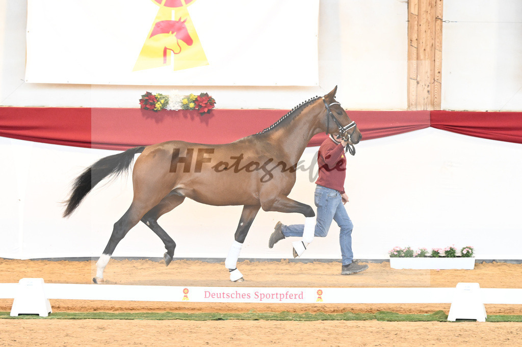 Kat-Nr. 56 Va Pensiero x Desperados_Gestuet Greim_43230789 | hf-fotografie - Realisiert mit Pictrs.com