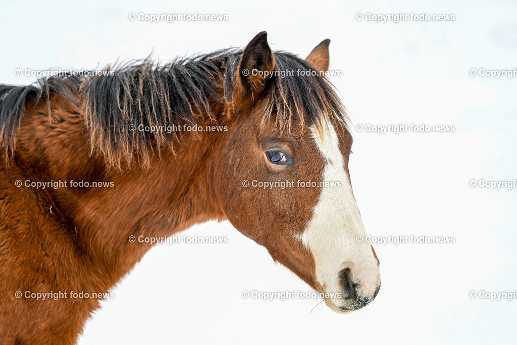 Slowakei_ Durcina_ Ranch Simba_ 06.01.2026-2 | 06.01.2026, Rajec, SVK, Themenbild, Pferde, im Bild Pferd, Pferde, Stute, Hengst, Fohlen, Quarter Horse, Ranch, Weide, Hof, Wiese, Stall, Nutztier, Tier, Winter, Schnee