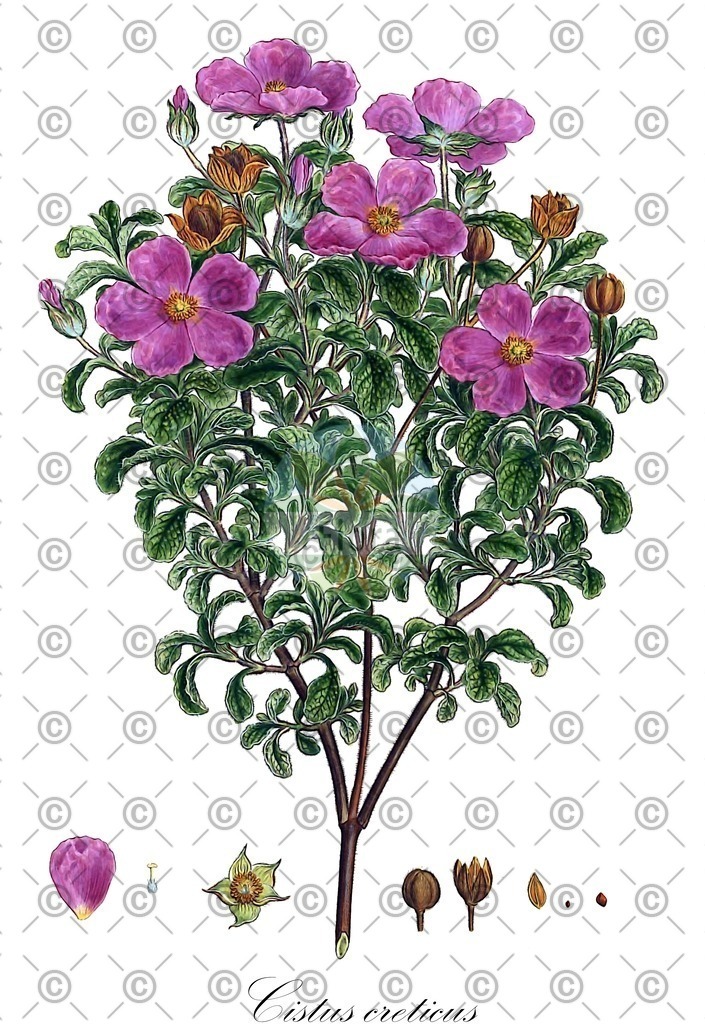 HistAbb_wfo-0000868468_1_ENZY_Simple | Historische Abbildung von Cistus creticus - Cistaceae | Historical Illustration of Cistus creticus - Cistaceae