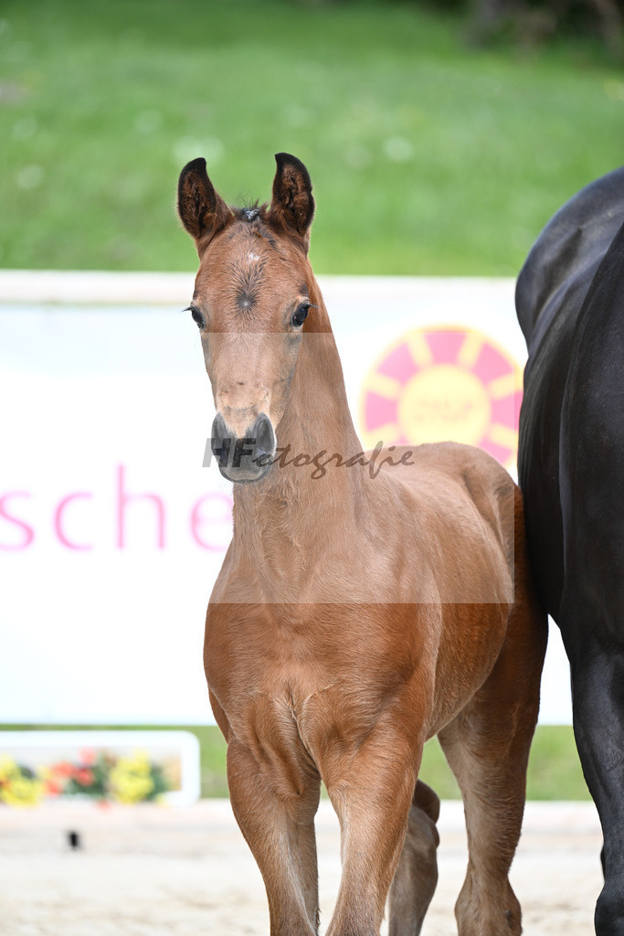 Va Bene x De Niro_HF_Eder_11240646 | hf-fotografie - Realisiert mit Pictrs.com