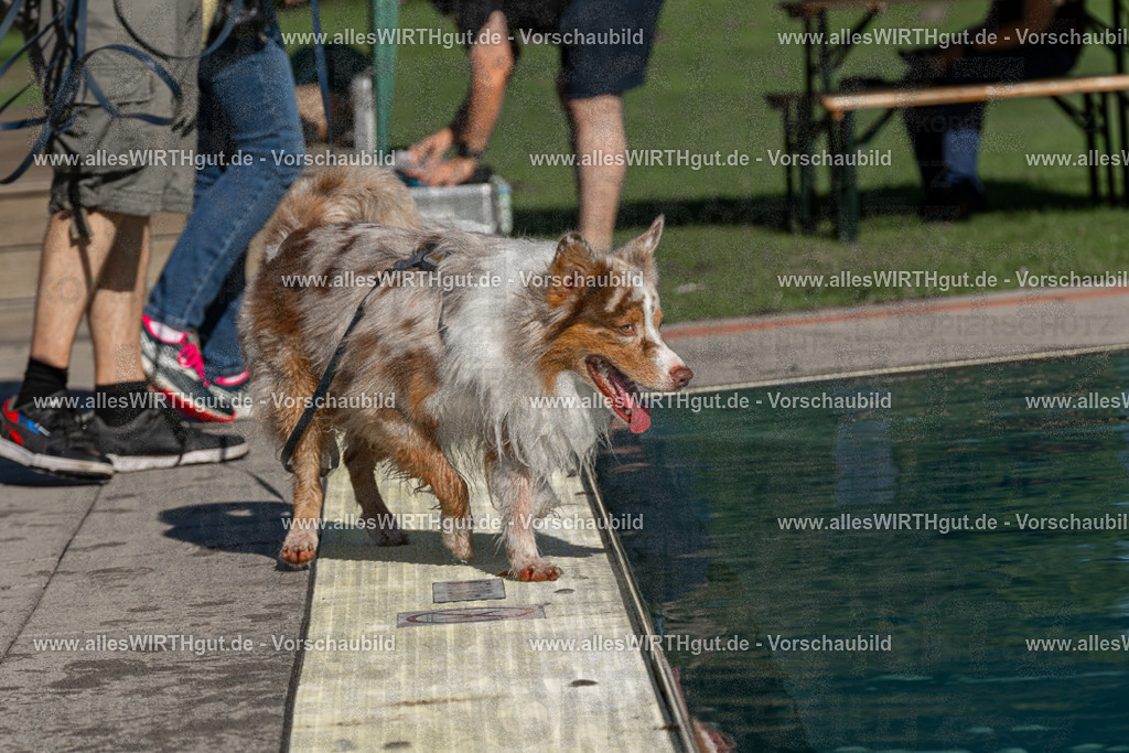 Hundeschwimmen_Volksbad_2026-allesWIRTHgut_Tierfotografie-2609061024-FAY05881 | Professionelle Tierfotografie in Mönchengladbach von Daniel Wirth (allesWIRTHgut). Liebevolle & natürliche Bilder von Hunden & Katzen für unvergessliche Erinnerungen.