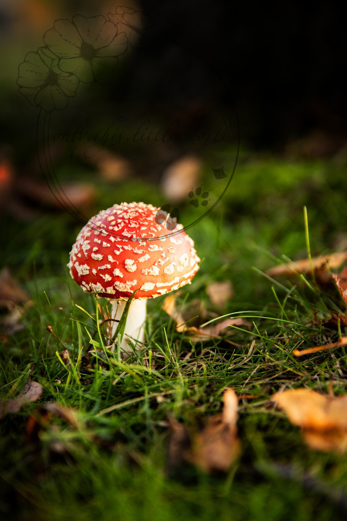 IMG_5620 | only.this.little.world - Realisiert mit Pictrs.com