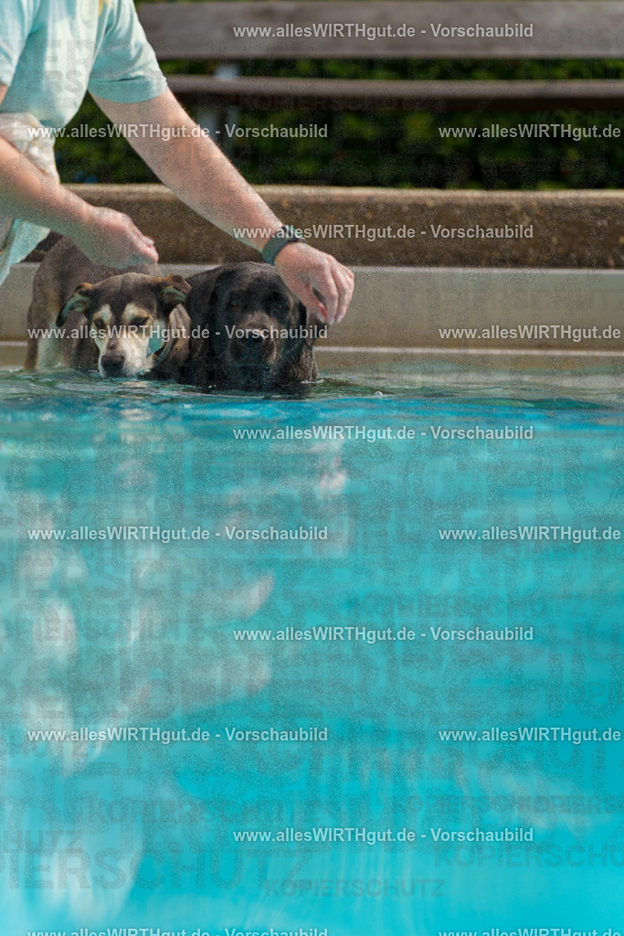 Hundeschwimmen_Grefrath_2026-allesWIRTHgut_Tierfotografie-11_22-7R503240 | Professionelle Tierfotografie in Mönchengladbach von Daniel Wirth (allesWIRTHgut). Liebevolle & natürliche Bilder von Hunden & Katzen für unvergessliche Erinnerungen.
