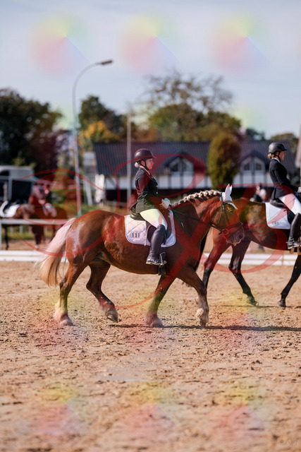 2026_10_03_Siefer-Hof_130138_Z81_53637504 | Professionelle Reitsport-, Turnier- und Eventfotografie von Robert Broda. Galerien mit ausgewählten und bearbeiteten Bildern direkt online ansehen und bestellen.