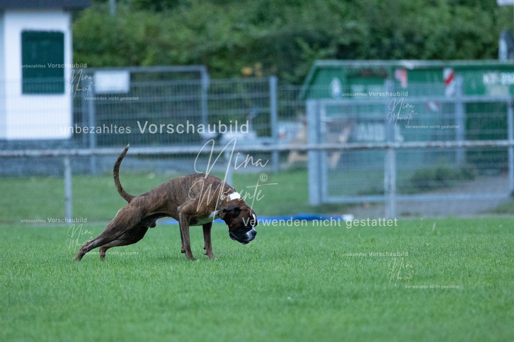 _16A4427 | Einzigartige Fotos von Hunden & Menschen –Actionfotos, Portraits, Vereinsaufnahmen & Paarshootings – authentisch, lebendig & mit Herz.