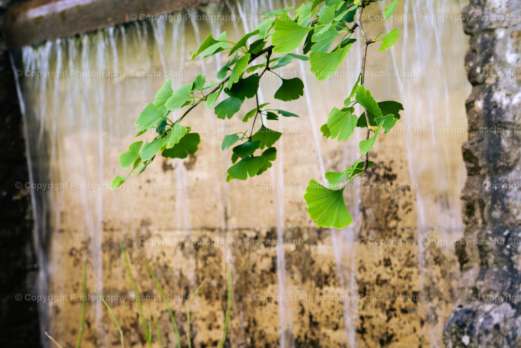 Ginkgo - Ginkgo biloba | Willkommen im Shop von Photography Sascha Staub. Hier findest du alle Fotos und Medieninhalten von Sascha Staub. In diesem Shop kannst du Lizenzen zu den Fotos, Drucke und Gutscheine für den Shop erwerben.  - Realisiert mit Pictrs.com