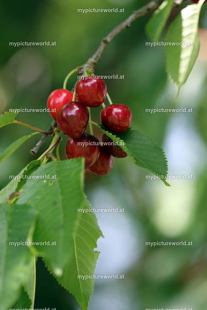 Kirsche-010 | Das Bilderarchiv über Tiere, Planzen und Landschaften. In der Bilddatenbank finden Sie ein große Auswahl an hochwertigen Bilder für Ihre Werbung - Realized with Pictrs.com