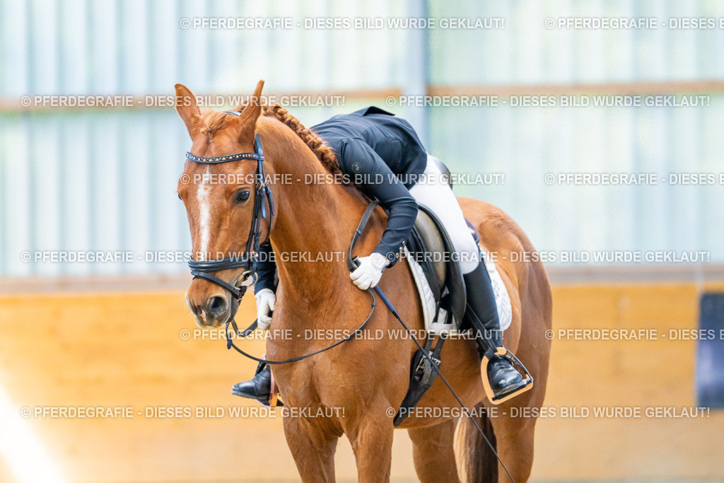 DSC08410 | Pferdegrafie