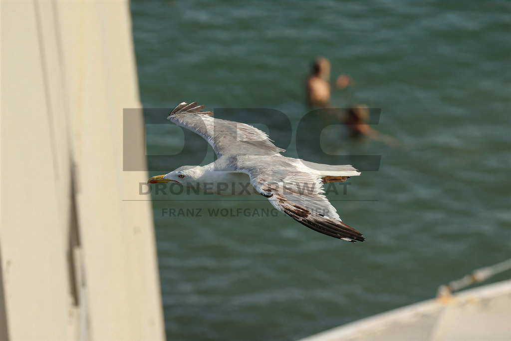 Yellow-legged Gull (Larus michahellis) | Yellow-legged Gull (Larus michahellis), a large gull species commonly found along Mediterranean coasts, rocky shorelines, harbours and coastal areas. - Realisiert mit Pictrs.com