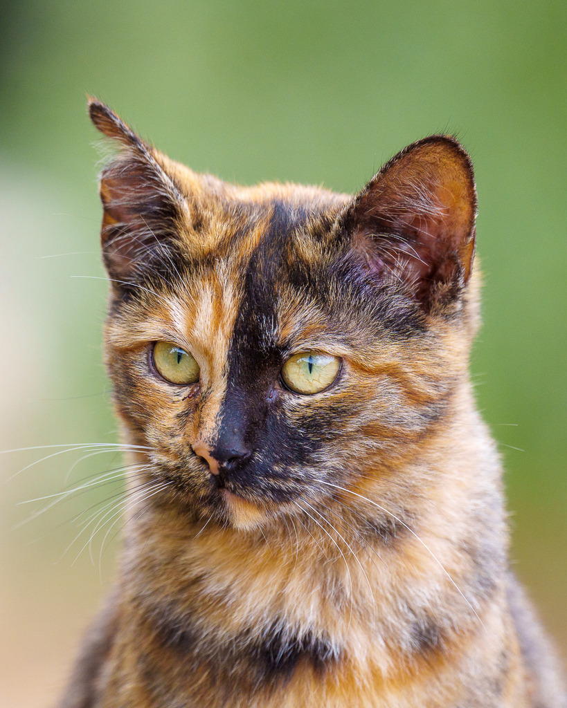 allesWIRTHgut Tierfotografie - 7IV09384 | Professionelle Tierfotografie in Mönchengladbach von Daniel Wirth (allesWIRTHgut). Liebevolle & natürliche Bilder von Hunden & Katzen für unvergessliche Erinnerungen.