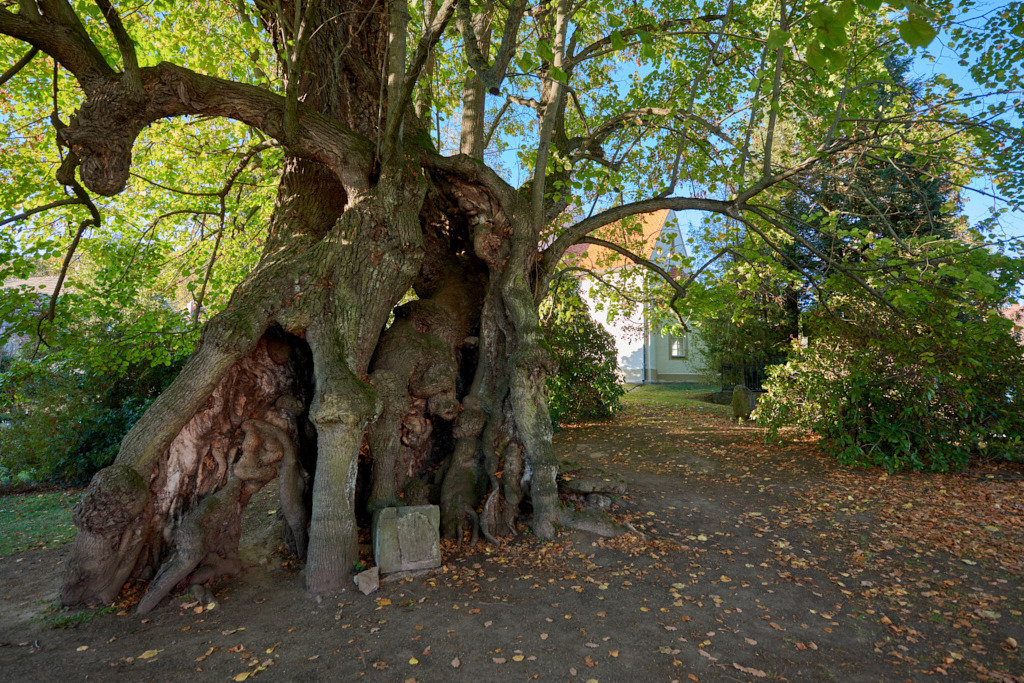 Der Nationalerbe-Baum_ _Die 800-jährige Colmer Gerichtslinde_ | Fotos als Raumschmuck - Realisiert mit Pictrs.com