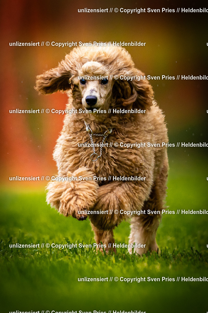 Sven Pries | 2025-09-21 - Hunderennen Baden-Oos - Realisiert mit Pictrs.com