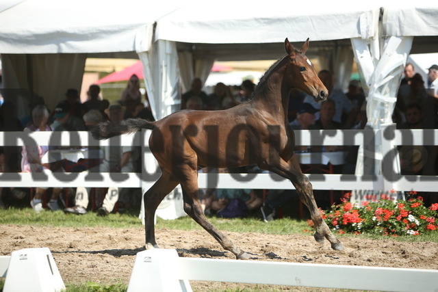 Fohlenmarkt_Riedlingen_2022_KN_46_Darleen (15) | Alle Fotos der Reiterjournal Fotografin Doris Matthaes im Reiterjournal Online-Fotoshop. - Realisiert mit Pictrs.com