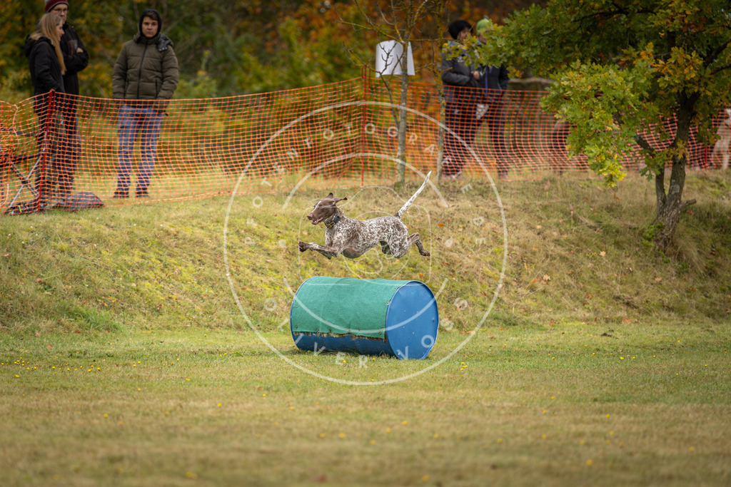 Pfotenfotografie_DV3A4746 | Hundefotografie, Tierfotograf, Pfotenfotografie, Fotoshooting Hund, Hunde Portrait, Hundesport, Hundeportraits, Heideshooting, Hunde, Sportfotograf, Hundefotograf, Turnierhundsport, THS,  - Realisiert mit Pictrs.com