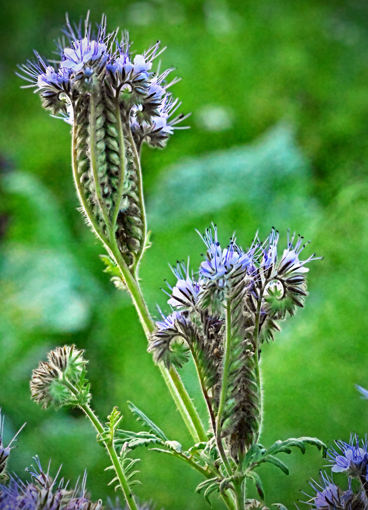 Phacelia02h | lucisnaturbilder - Realisiert mit Pictrs.com