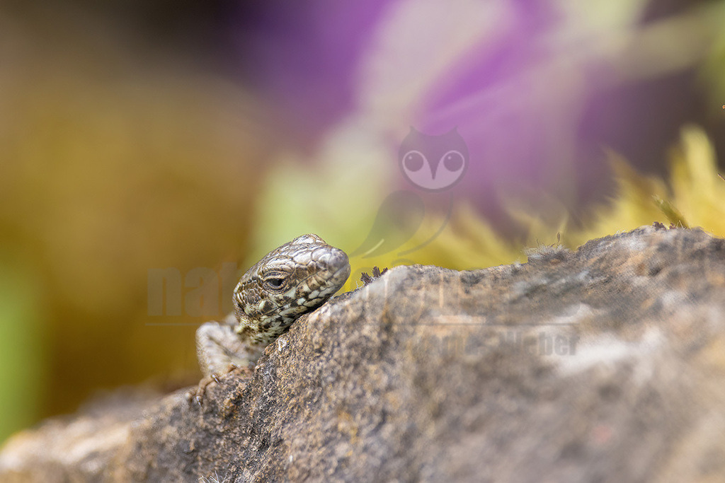 R5NF3941_20240622 | 
Beschreibung
Kletterkünstlerin in warmen Hanglagen und Weinbergen
Die Mauereidechse besiedelt offene, wärmebegünstigte Lebensräume wie Stein- und Felshänge, Schotterbetten von Gleisanlagen, aber auch insbesondere Weinberge, die geprägt sind durch ein kleinräumiges Mosaik an Sonnen-, Versteck- und Eiablageplätzen, Nahrungsgründen sowie Winterquartieren. Durch Flächenverlust, Verlust an kleinräumig gegliederten Lebensräumen und Nutzungssteigerung im Weinbau ist sie besonders gefährdet. - Realisiert mit Pictrs.com