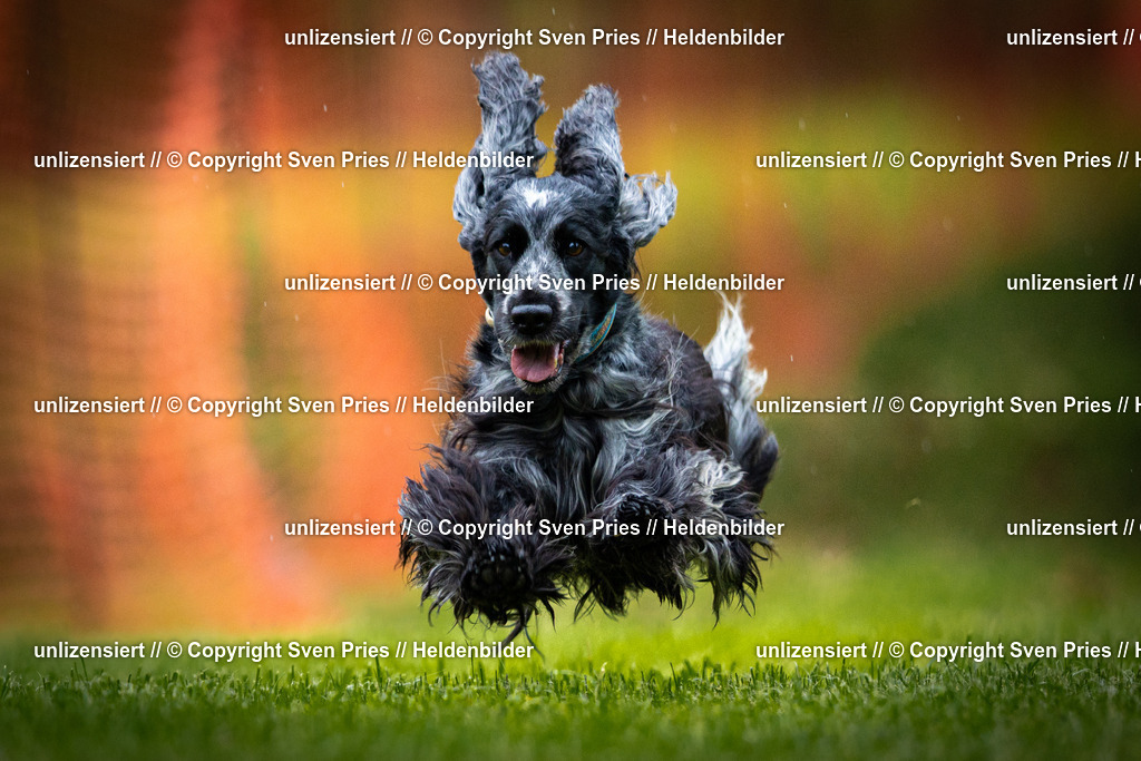 Sven Pries | 2025-09-21 - Hunderennen Baden-Oos - Realisiert mit Pictrs.com