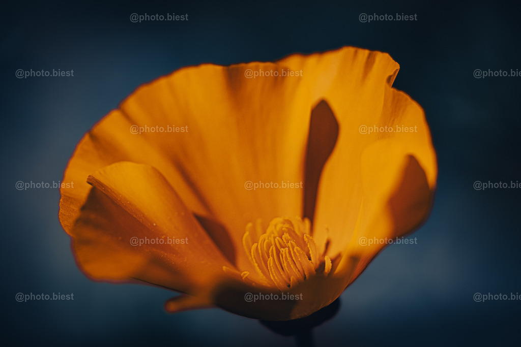 Im Sonnenlicht gebadet | Kalifornischer Mohn im Sonnenlicht. - Realisiert mit Pictrs.com