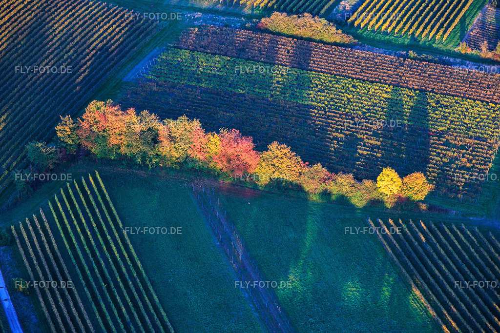 Bunt gefärbte Bäume am Feldrand | Luftbild: Bunt gefärbte Bäume am Feldrand in Dierbach im Bundesland Rheinland-Pfalz in Deutschland. Foto: IMG_150400.jpg vom 15.10.2025 durch Werner Riehm/FLY-FOTO.de - Realisiert mit Pictrs.com