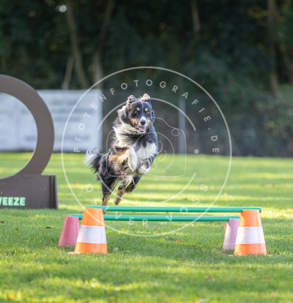 Pfotenfotografie.de_DV3A3552 | Hundefotografie, Tierfotograf, Pfotenfotografie, Fotoshooting Hund, Hunde Portrait, Hundesport, Hundeportraits, Heideshooting, Hunde, Sportfotograf, Hundefotograf, Turnierhundsport, THS, canicross - Realisiert mit Pictrs.com