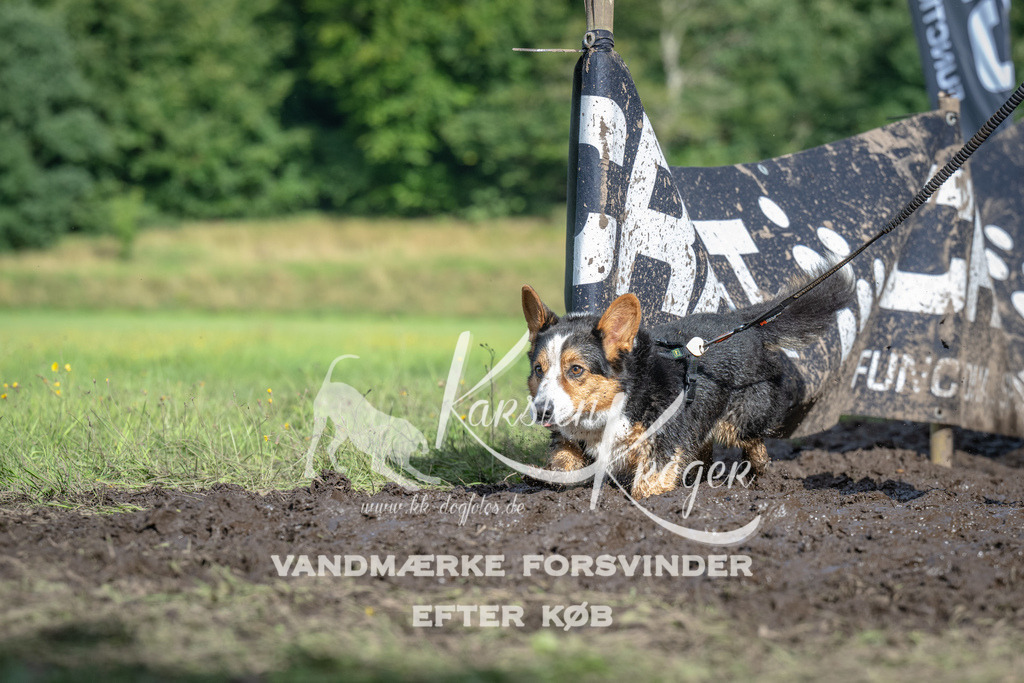 1704_ZZ91025 | kk-dogfotos