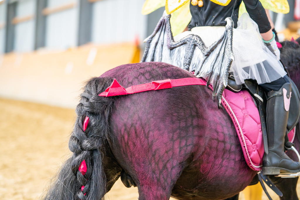 DSC00190 | Pferdegrafie