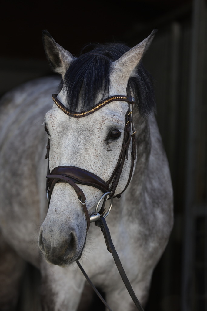 0P6A8965 | Willkommen bei Brunnmayr - Design & Fotografie – Ihrem Spezialisten für Reitturniere und Pferdeveranstaltungen in Oberösterreich, Salzburg und Bayern! Seit über 17 Jahren sind wir leidenschaftlich dabei.