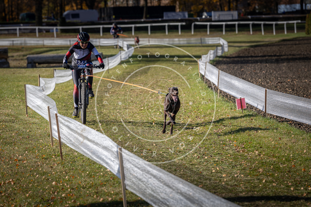 CaniXpix_DV3A7510 | Hundefotografie, Tierfotograf, Pfotenfotografie, Fotoshooting Hund, Hunde Portrait, Hundesport, Hundeportraits, Heideshooting, Hunde, Sportfotograf, Hundefotograf, Turnierhundsport, THS,  - Realisiert mit Pictrs.com