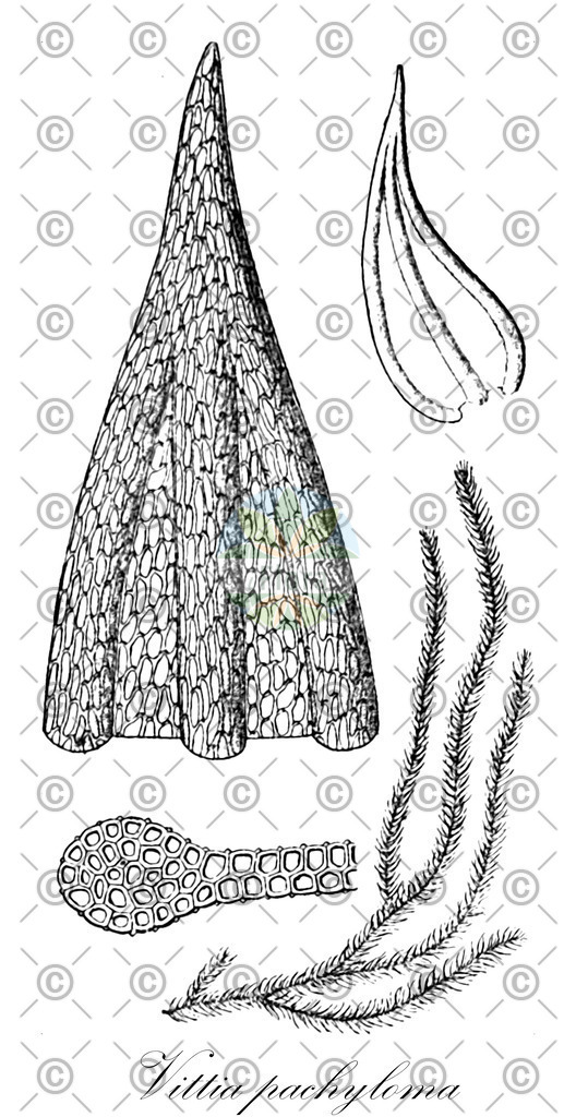 HistAbb_wfo-0000424521_2_ENZY_Simple | Historische Abbildung von Vittia pachyloma - Amblystegiaceae | Historical Illustration of Vittia pachyloma - Amblystegiaceae