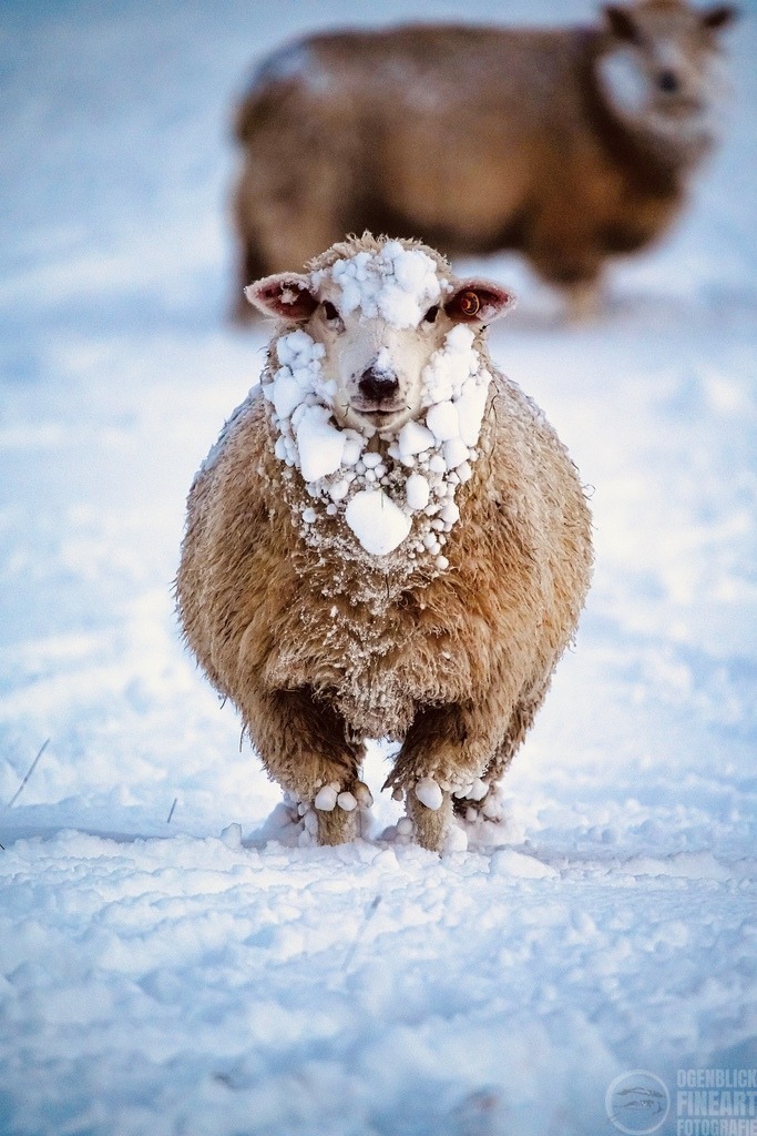 DSC08675 | Björn Thiemann; Ogenblick.de; Fotografie; Photograph; Landscape, Pellworm, Schleswig-Holstein; Inselfotograf; Inselfotografien; Wattenmeer; National-Park; Naturschutzgebiet; Leuchtturm; Lighthouse; Leinwandbilder; Kalender; Pellworm Kalender;  - Realisiert mit Pictrs.com