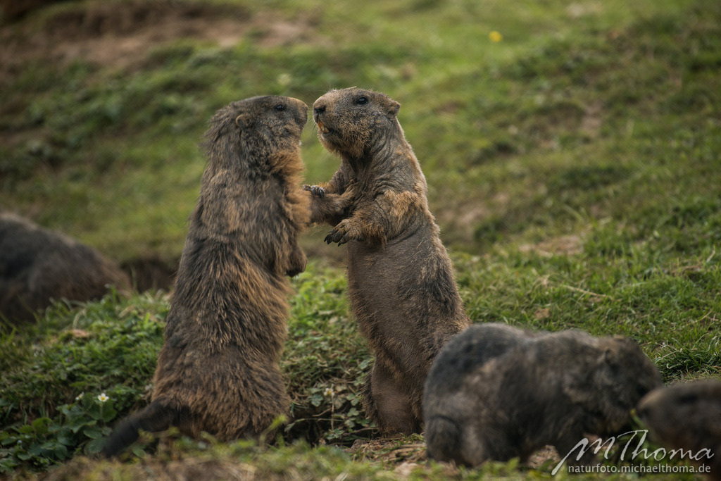 Halbstarke Murmeltiere | Dies ist der Online-Shop von naturfoto.michaelthoma.de. Ich bin leidenschaftlicher Naturfotograf und fotografiere von der Andromedagalaxie bis zum Zwergtaucher, von der Ameise bis zum Orionnebel alles was mit Natur zu tun hat. Hier kann eine Auswahl meine - Realisiert mit Pictrs.com