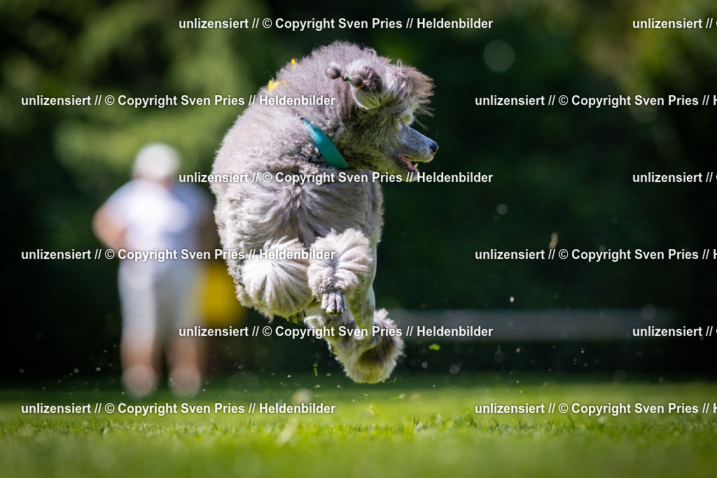 Sven Pries | 2025-08-10 - Hunderennen Durlach - Realisiert mit Pictrs.com