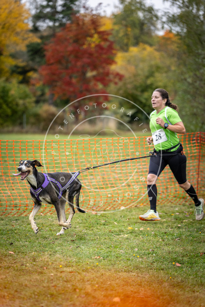 Pfotenfotografie_DV3A2075 | Hundefotografie, Tierfotograf, Pfotenfotografie, Fotoshooting Hund, Hunde Portrait, Hundesport, Hundeportraits, Heideshooting, Hunde, Sportfotograf, Hundefotograf, Turnierhundsport, THS,  - Realisiert mit Pictrs.com