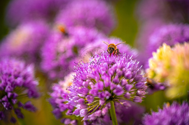 MBF_1677 | Biene (Apis Mellifera) auf lila Blüte vom Zierschnittlauch (Allium schoenoprasum) in natürlichem Umfeld, friedliche Stimmung, Jena, Thüringen, Deutschland - Realisiert mit Pictrs.com