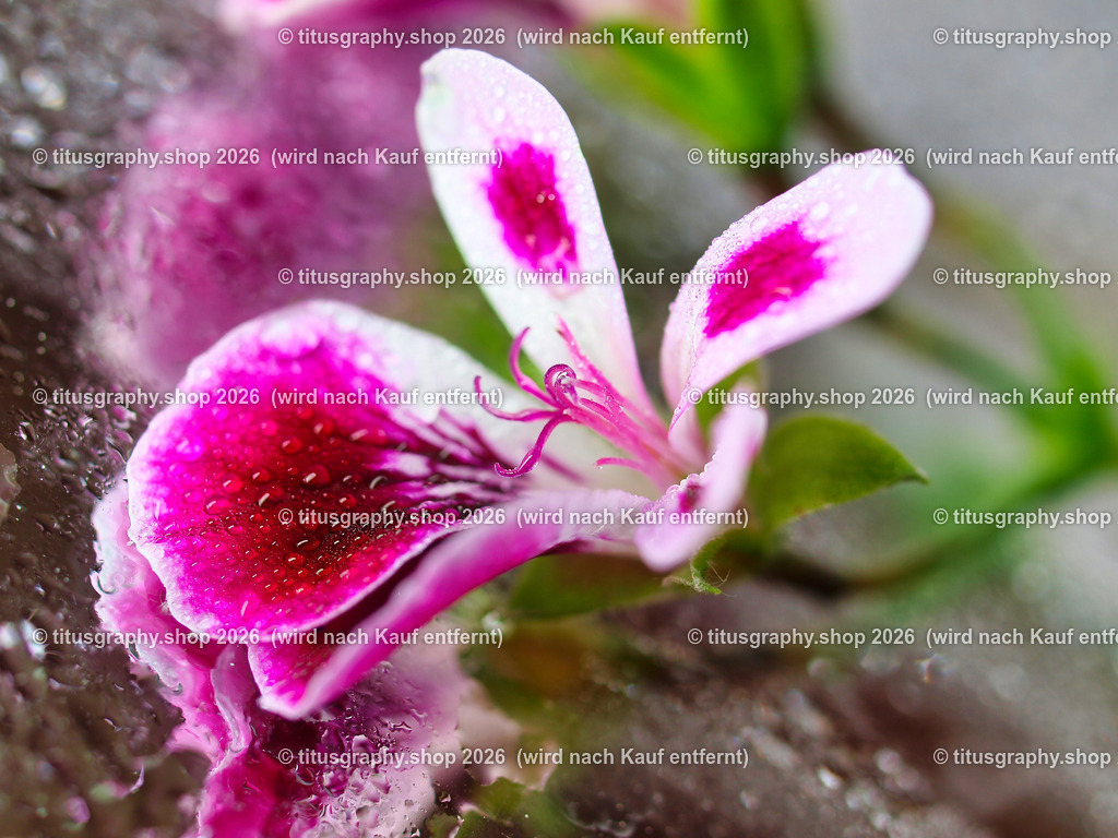 titusgraphy_P6167664-vz-ln | titusgraphy-shop: Geschenkideen mit Qualitätsfotos. titusgraphy-shop: gift ideas with quality photos. titusgraphy-shop: idées cadeaux avec photos de qualité.  - Realisiert mit Pictrs.com