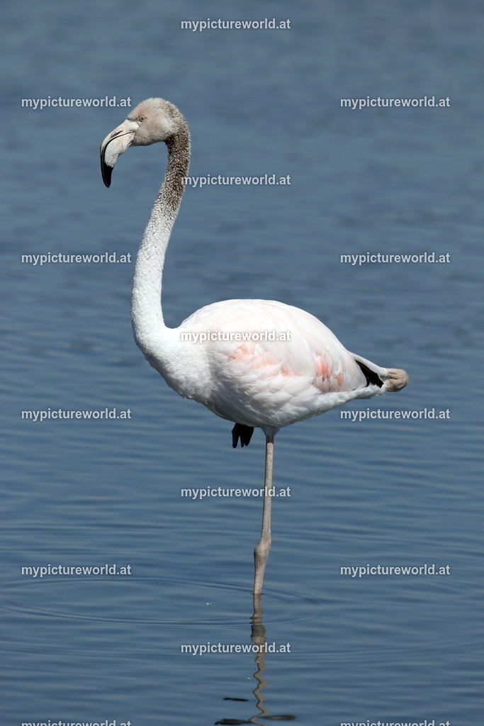 Rosaflamingo-081 | Das Bilderarchiv über Tiere, Planzen und Landschaften. In der Bilddatenbank finden Sie ein große Auswahl an hochwertigen Bilder für Ihre Werbung - Realisiert mit Pictrs.com
