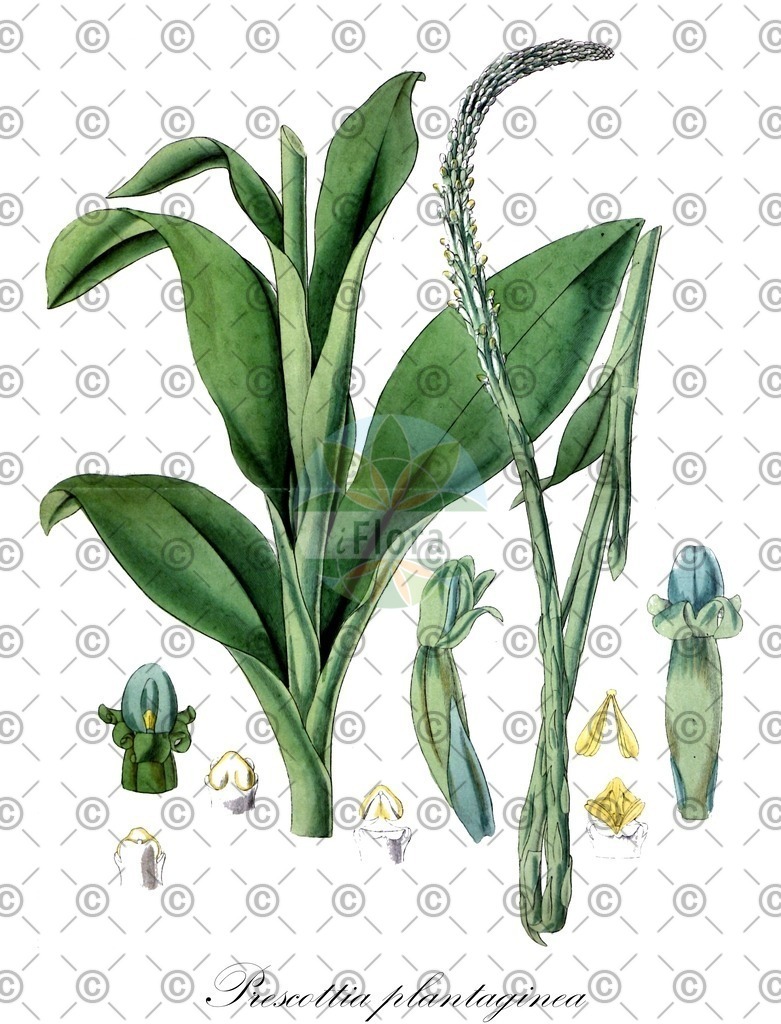 HistAbb_wfo-0000004830_1_ENZY_Simple | Historische Abbildung von Prescottia plantaginea - Orchidaceae | Historical Illustration of Prescottia plantaginea - Orchidaceae