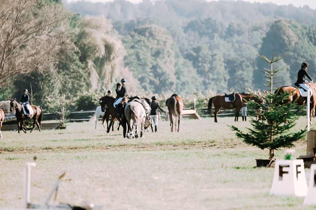 DSC_4669 | Pferde- und Turnierfotografie in Westsachsen. Pferdeportraits, Auftragszeichnungen und intuitive Kunst.