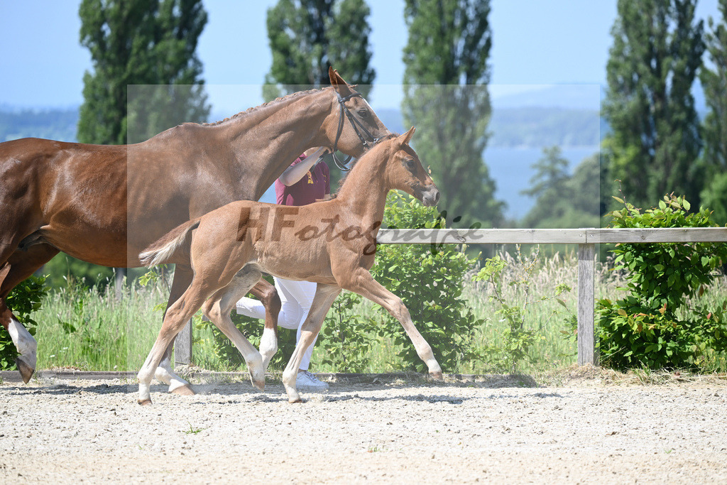 Kat-Nr. 8 HF DSP Feliciano_Niedermair_15230190 | hf-fotografie - Realizzato con Pictrs.com