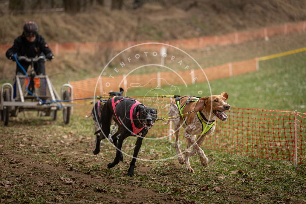 Pfotenfotografie_DV3A8290 | Hundefotografie, Tierfotograf, Pfotenfotografie, Fotoshooting Hund, Hunde Portrait, Hundesport, Hundeportraits, Heideshooting, Hunde, Sportfotograf, Hundefotograf, Turnierhundsport, THS,  - Realisiert mit Pictrs.com