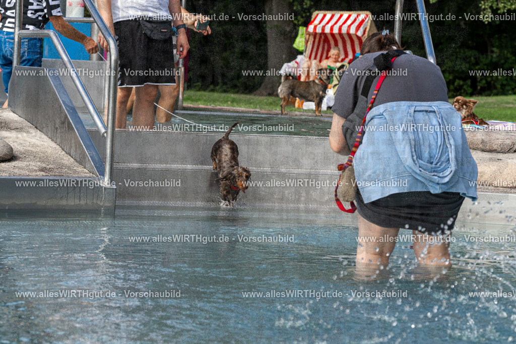 Hundeschwimmen_Volksbad_2026-allesWIRTHgut_Tierfotografie-2609061454-FAY07009 | Professionelle Tierfotografie in Mönchengladbach von Daniel Wirth (allesWIRTHgut). Liebevolle & natürliche Bilder von Hunden & Katzen für unvergessliche Erinnerungen.