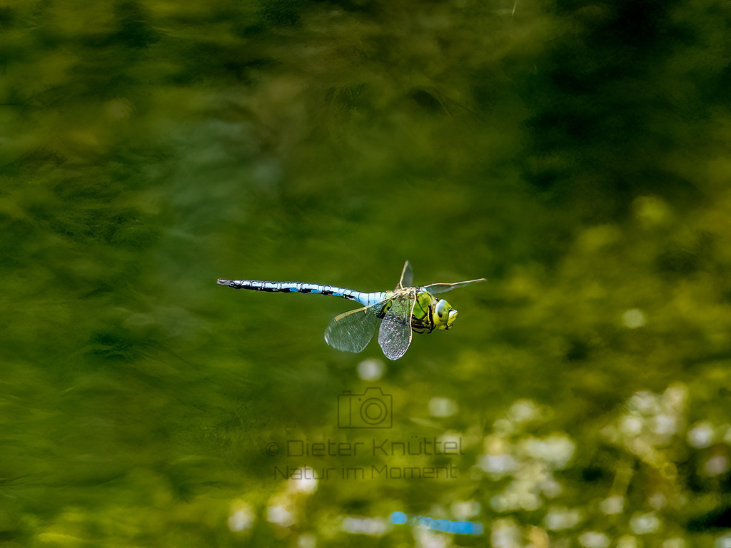 P1000830-Bearbeitet-2022-Bearbeitet-2022-LR | Natur im Moment - Realisiert mit Pictrs.com