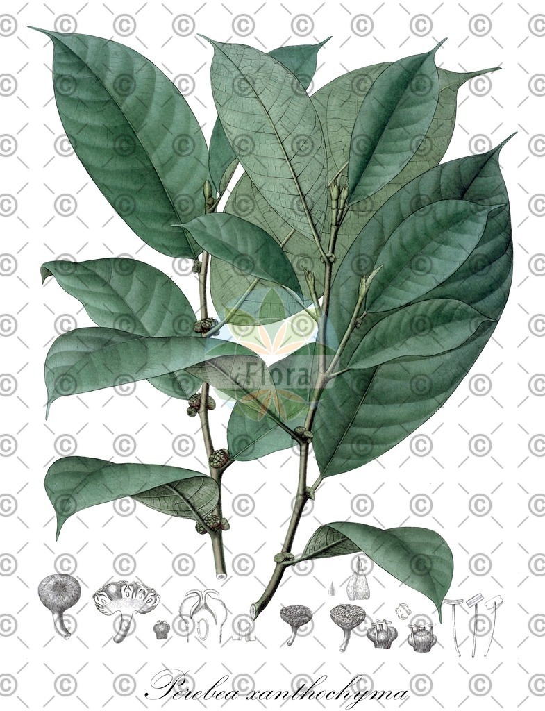 HistAbb_wfo-0000398441_1_ENZY_Simple | Historische Abbildung von Perebea xanthochyma - Moraceae | Historical Illustration of Perebea xanthochyma - Moraceae