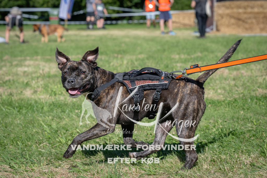 1025_ZZ98552 | kk-dogfotos