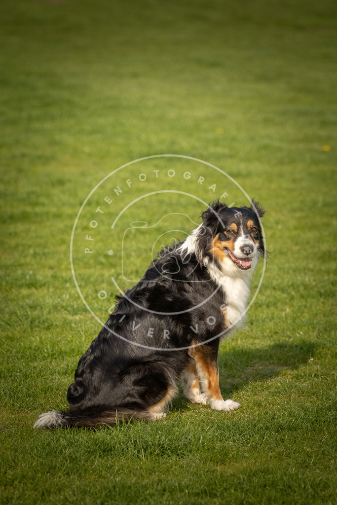 Pfotenfotografie_DV3A4825 | Hundefotografie, Tierfotograf, Pfotenfotografie, Fotoshooting Hund, Hunde Portrait, Hundesport, Hundeportraits, Heideshooting, Hunde, Sportfotograf, Hundefotograf, Turnierhundsport, THS,  - Realisiert mit Pictrs.com