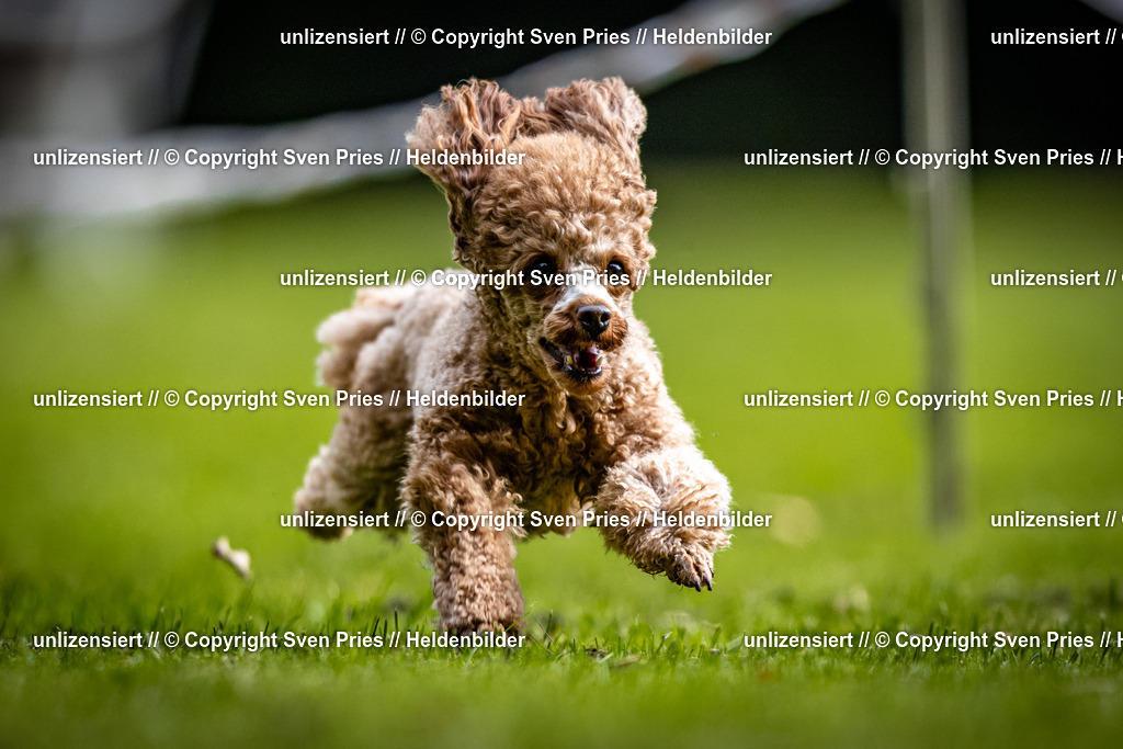 Sven Pries | 2025-10-03 - Hunderennen Obergrombach - Realisiert mit Pictrs.com